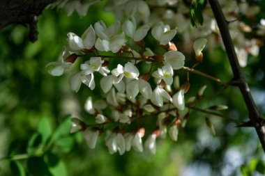 Akasya ağacı çiçekleri baharda çiçek açar. Dikenli ve yeşil arka planlı Akasya çiçek dalı