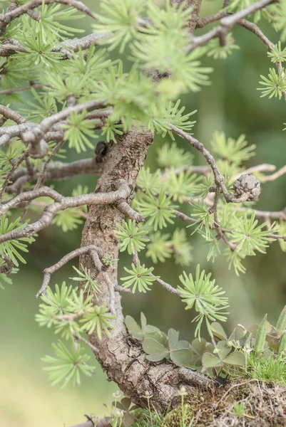 Bonsai de cerca — Foto de Stock