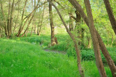 yeşil yaprak döken orman