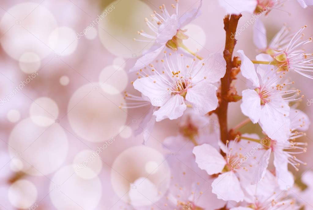 Spring - Blooming mirabelle plum tree with warm pink filter and white dots