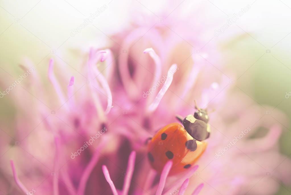 Ladybug on purple flower, warm vintage filter