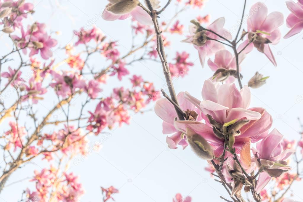 Blooming magnolia tree