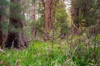 Sakız ağacı orman 