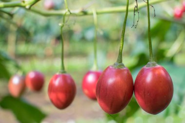 Kırmızı tamarillo meyve