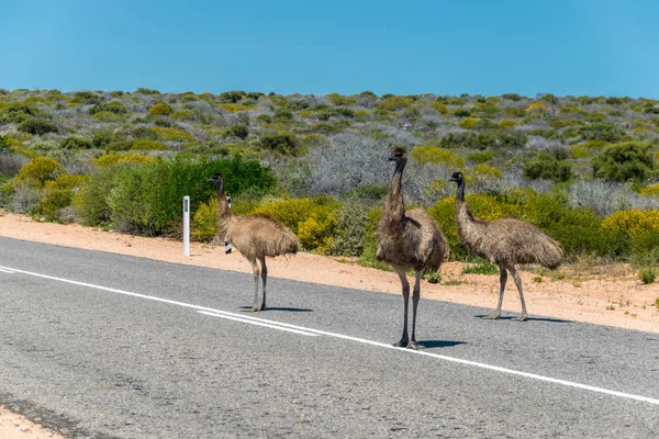 Three emus blocking the road - Stock-foto