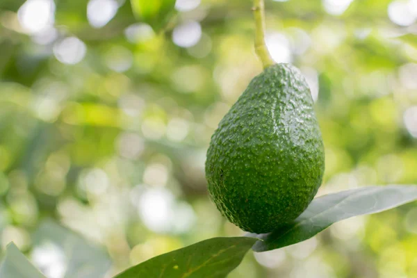 Anbau von Avocado auf dem Baum — Stockfoto