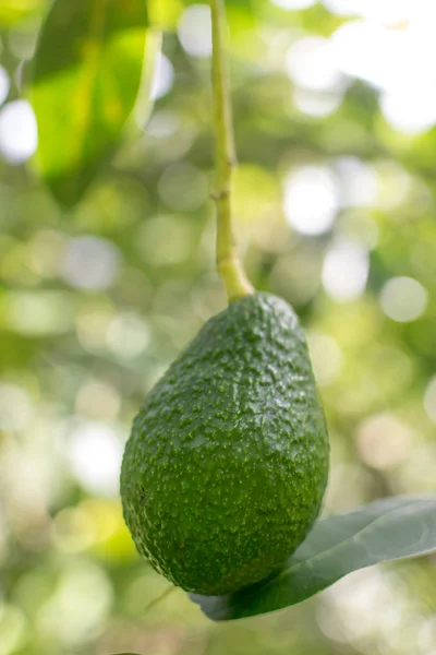 Anbau von Avocado auf dem Baum — Stockfoto