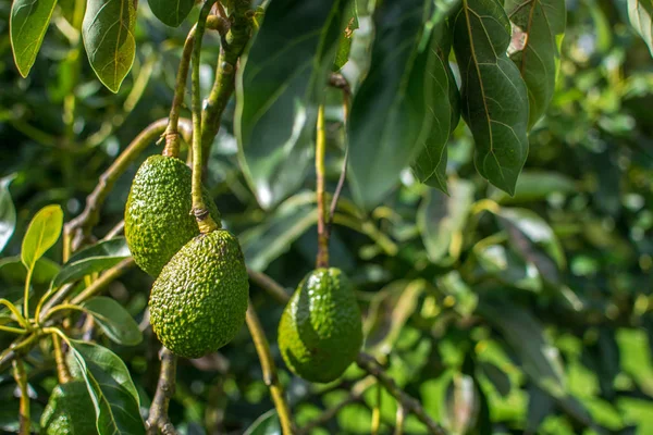 Grüne rohe Avocado — Stockfoto