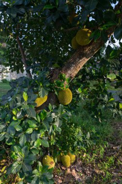 bir ağaç büyüyen nefesi