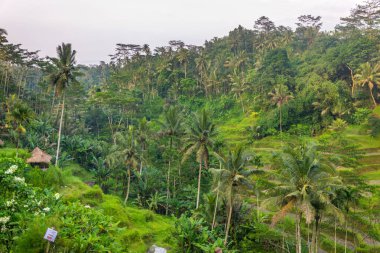 Tegallalang pirinç terasları