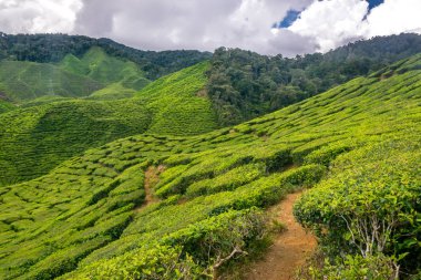 Çay plantasyon Cameron Highlands