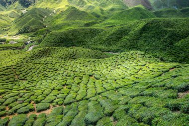 Çay plantasyon Cameron Highlands