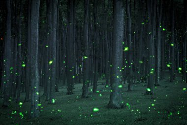 Night coniferous forest  clipart