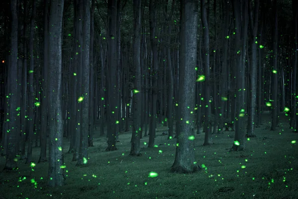 Night coniferous forest — Stock Photo, Image