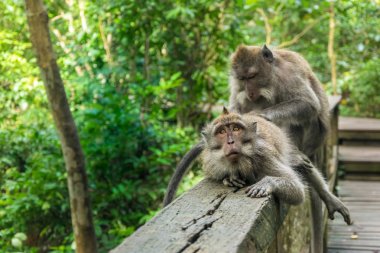 Bali Ubud maymun ormanındaki uzun kuyruklu makak