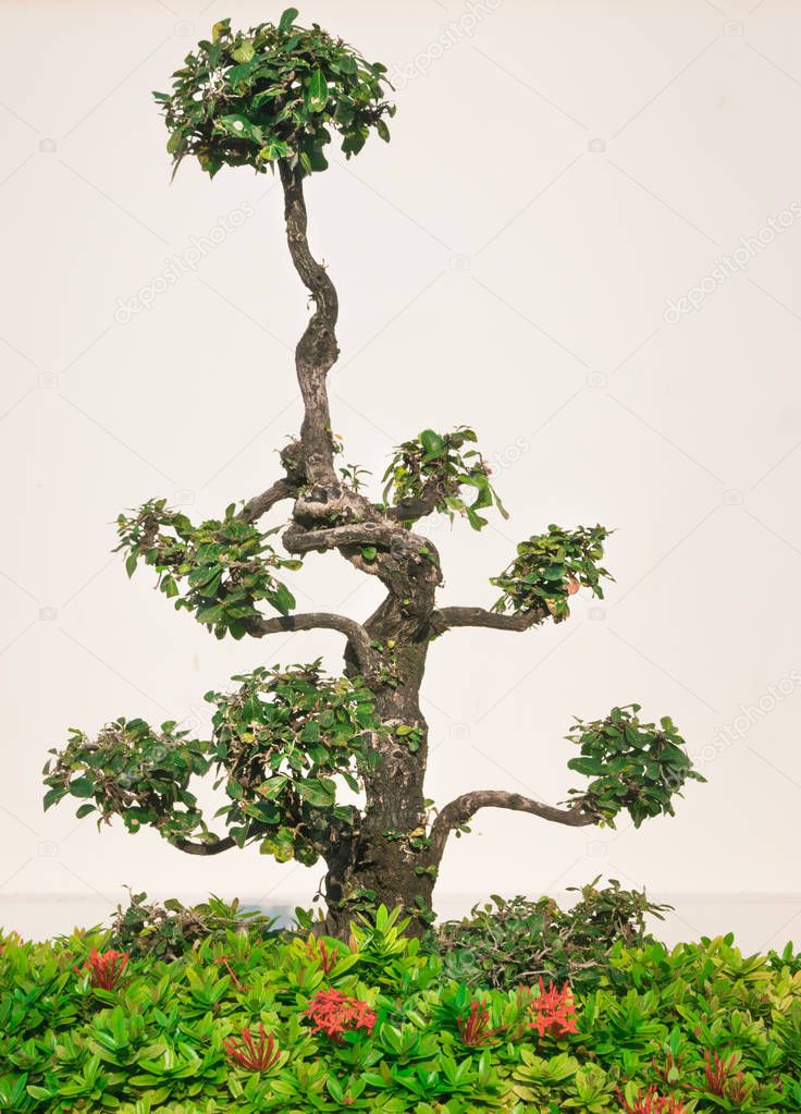 Shaped bonsai tree