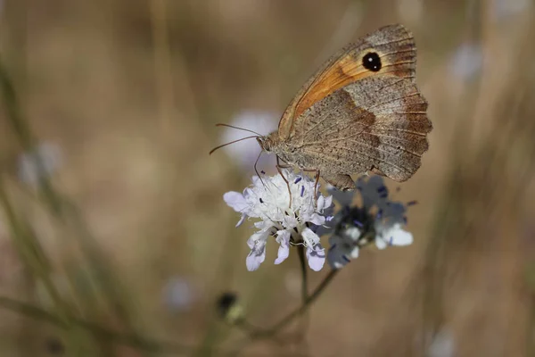 Papillon Robe Automne Perché Sur Une Fleur — Photo