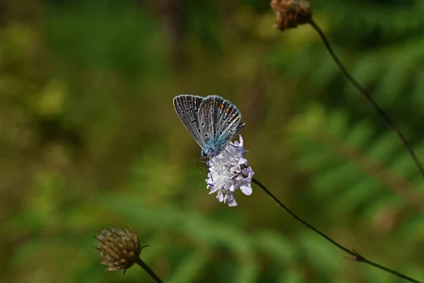 Der Schmetterling Ernährt Sich Einem Sonnigen Tag Von Einer Blauen — Stockfoto