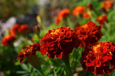 Güneşli bir günde kırmızı çiçekler