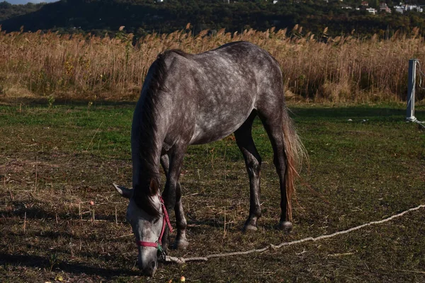 馬のクローズアップで 秋の馬の肖像画 — ストック写真