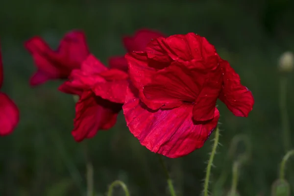 Gros Plan Des Coquelicots Par Une Journée Ensoleillée — Photo