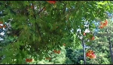 Rüzgarda kırmızı çiçekli dallar