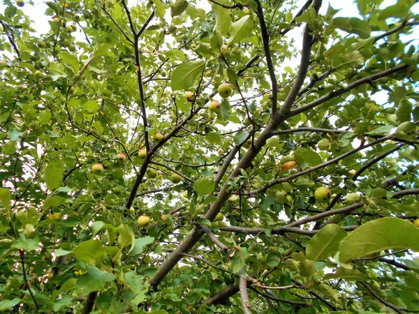 Jabłka Gałęziach — Zdjęcie stockowe