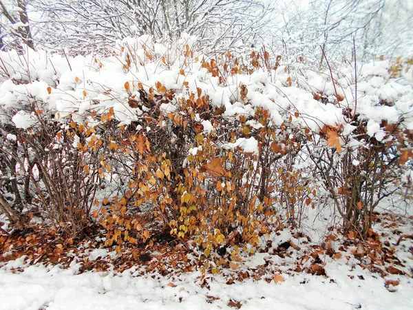 Snow Bushes — Stock Photo, Image