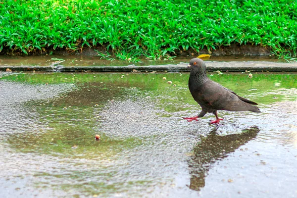 床の上を歩く鳩 — ストック写真