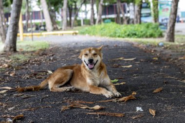 Kahverengi ve beyaz, serseri köpek. Bulanık yola yakın.