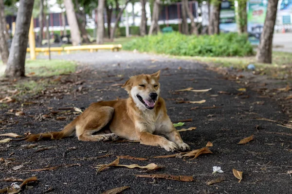 Brown and white thin vagrant dog closeup on blur road background — Stock Photo, Image