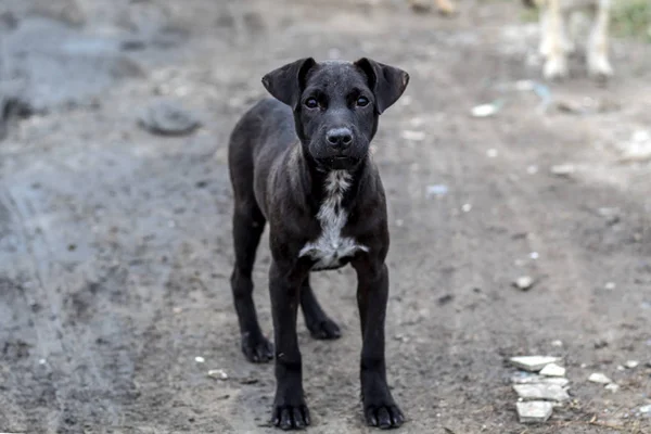 Cucciolo nero vagando in Thailandia — Foto Stock