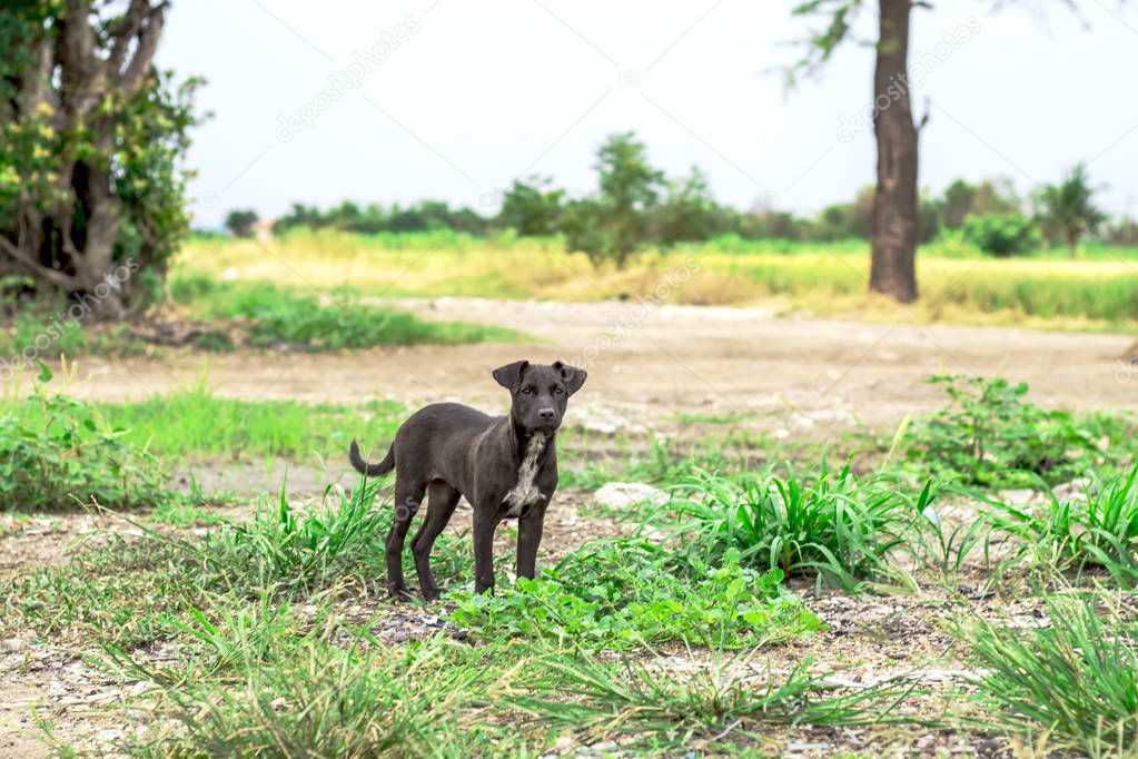 Black puppy wandering in Thailand