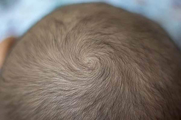Un verticilo del pelo es un parche de pelo que crece en una dirección circular Imagen de archivo