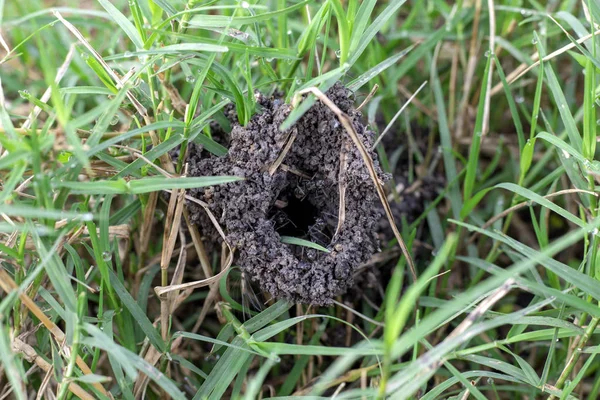 Agujero en el suelo que es la entrada al nido de hormigas Fotos de stock libres de derechos