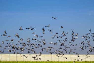 Uçan hız güvercini sürüsü, uçan güvercin sürüsü.