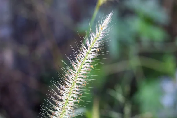 Mettre en évidence les fleurs d'herbe, Image de fond floue — Photo