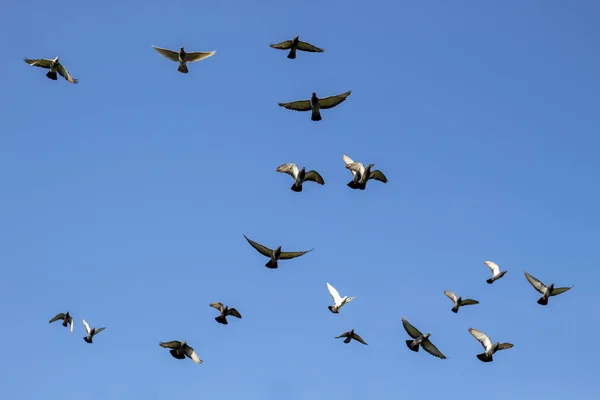 Flock of flying speed racing pigeon , group of flying pigeon aga Stock Image