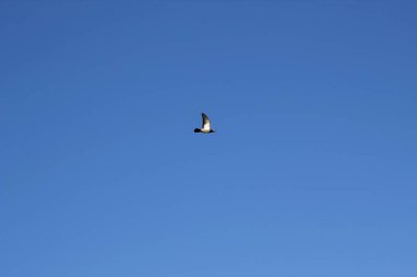 Tek güvercin yaz günü, güneşli mavi gökyüzünde uçuyor.