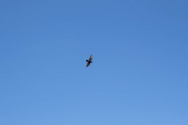 Uçan hız güvercini sürüsü, uçan güvercin sürüsü.