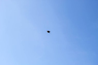 Güneşli mavi gökyüzünde yaz boyunca uçan tek güvercin.