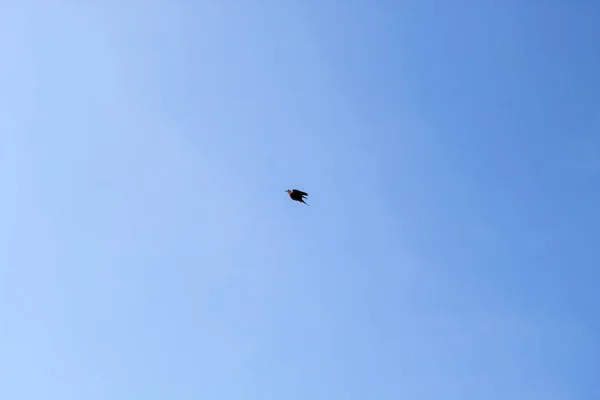 Single pigeon flying during summer day on the sunny blue sky, co — Stock Photo, Image