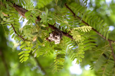 Yakından bakınca, Arı Yuvası 'nın resmi.