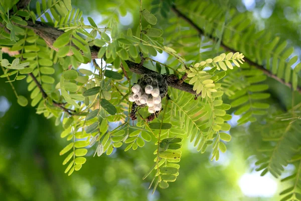 Vue gros plan, L'image du nid de frelons — Photo
