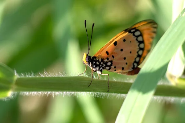 Butterfly perched on the green grass in the morning — Stock Photo, Image