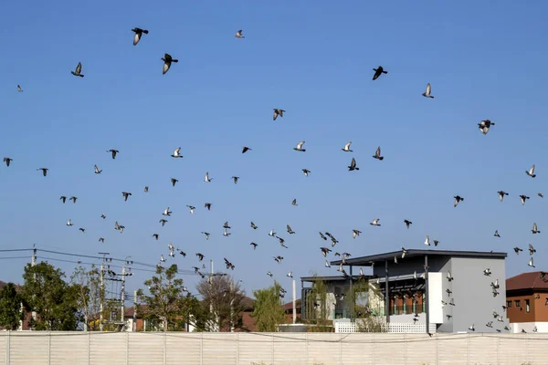 Köyde güvercin sorunları var. — Stok fotoğraf