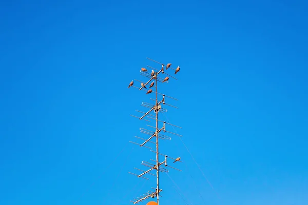 The bird perching the antenna — Stock Photo, Image