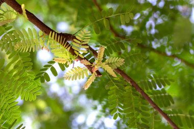 Yeşil yapraklı güzel beyaz çiçeği kapat..  