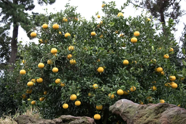 Plantação de tangerina laranja, fazenda de tangerina Jeju, Coréia — Fotografia de Stock