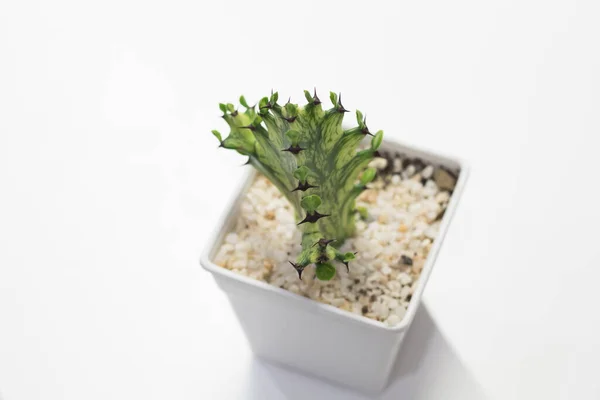 Selectieve Focus Mooie Cactus Met Scherpe Doorn Pot Met Natuur — Stockfoto